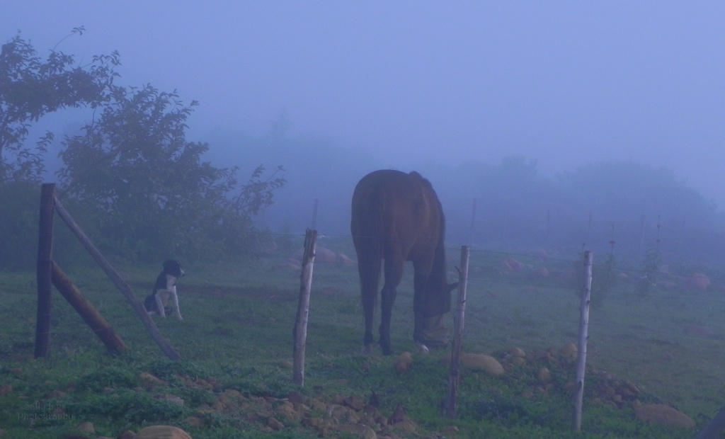 Animals in the Mist by salza