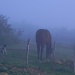 Animals in the Mist by salza