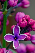 17th May 2012 - Lilac