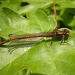 First dragonfly this year by pyrrhula