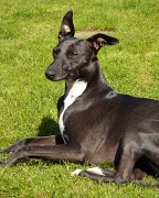 15th May 2012 - Ruby taking in a few rays !