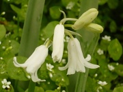 16th May 2012 - White Bells