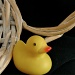 Rubber Ducky by marilyn