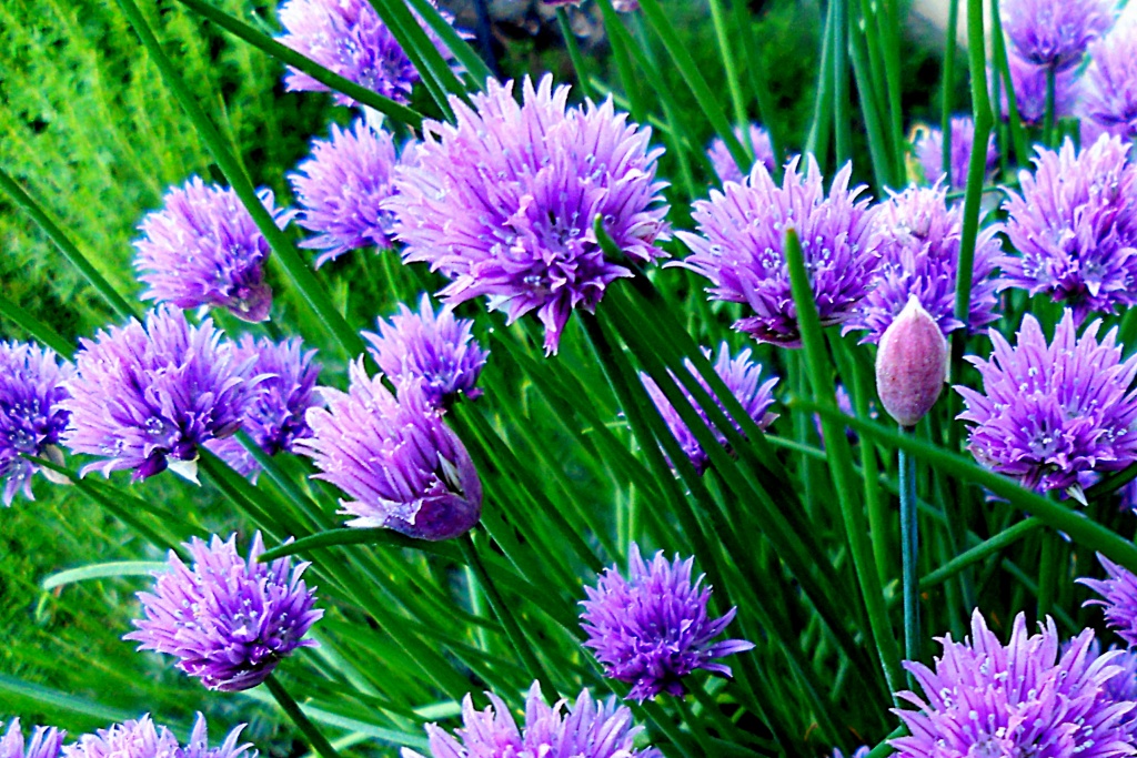 Frosty Chives in the Morning by yentlski