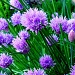 Frosty Chives in the Morning by yentlski
