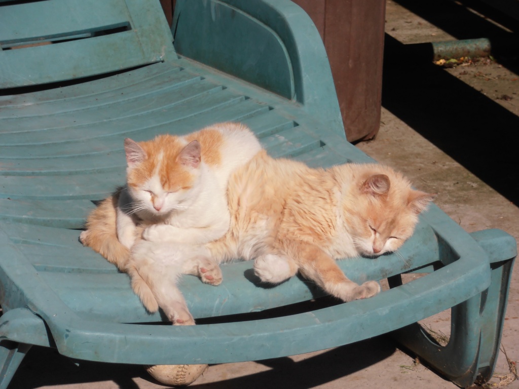 Snuggling in the Sun by julie