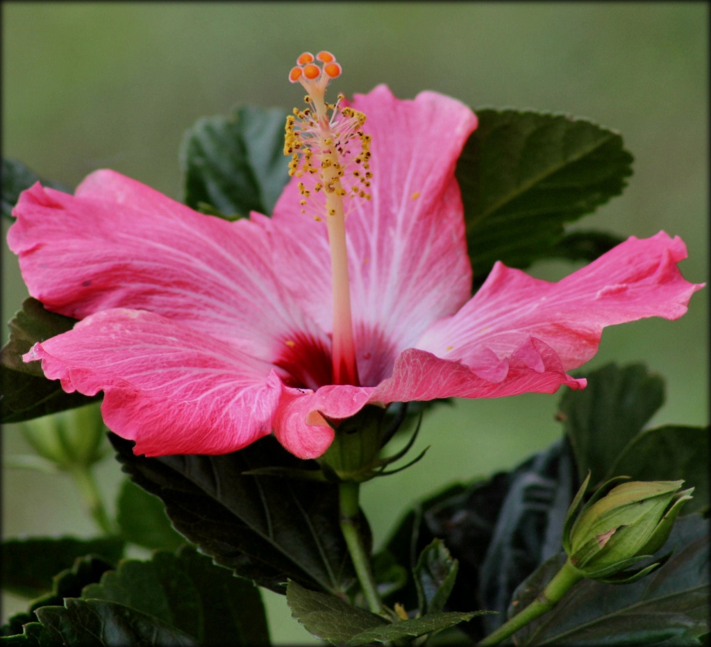 Hibiscus by cjwhite
