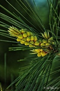 17th May 2012 - Male Pine Cones Forming