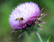 17th May 2012 - Thistle Do . .Bee