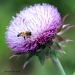 Thistle Do . .Bee by grannysue