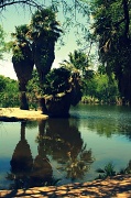 18th May 2012 - A Desert Oasis