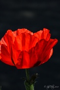 17th May 2012 - Poppy