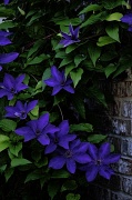 17th May 2012 - Evening Clematis