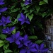 Evening Clematis by lstasel
