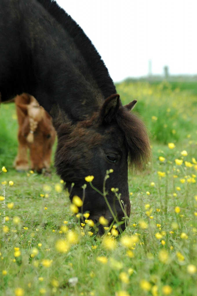 Poneys in the pasture by parisouailleurs