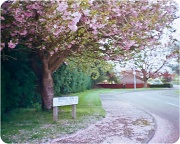 11th May 2012 - Roadside blossom