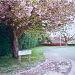 Roadside blossom by manek43509