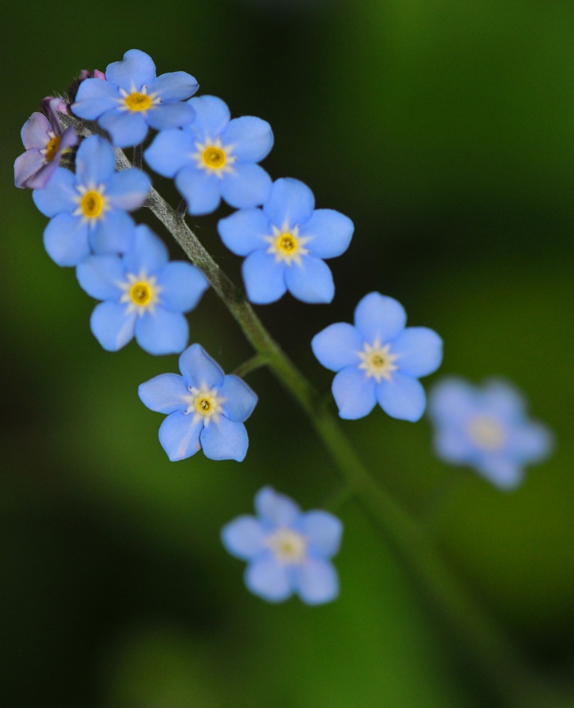 Forget-me-nots by seanoneill