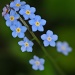 Forget-me-nots by seanoneill
