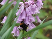 18th May 2012 - Pinkbell with bee