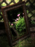 19th May 2012 - The Mirror Series Challenge will end...