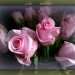 roses for mum by sarah19