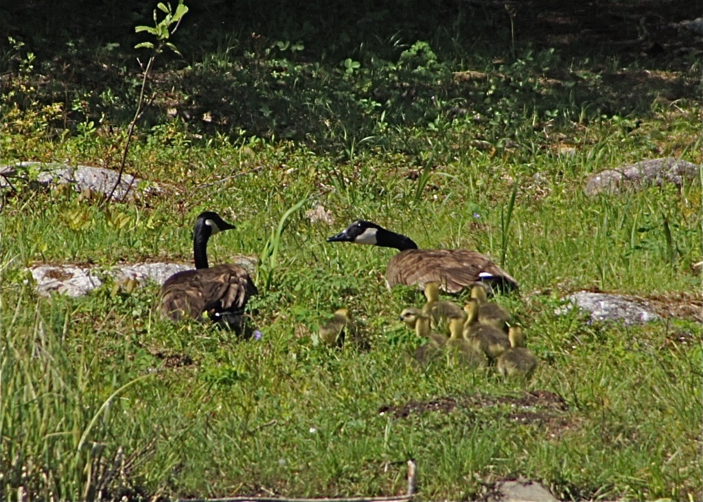 Pair of Canada Geese with 8 Little Ones by rob257