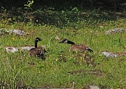 18th May 2012 - Pair of Canada Geese with 8 Little Ones