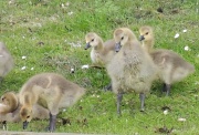 18th May 2012 - Goslings again