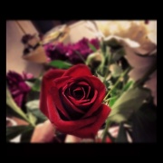 9th May 2012 - single rose