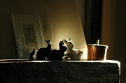 18th May 2012 - Rabbits in the morning sun