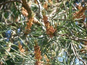 18th May 2012 - Pine Tree