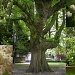 Chestnut tree by pyrrhula