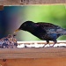Starling by natsnell