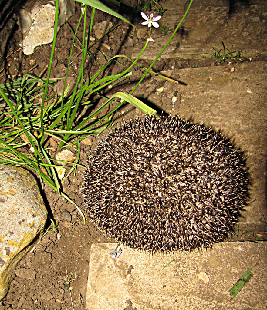 Hedgehog by busylady