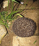 18th May 2012 - Hedgehog