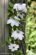 18th May 2012 - Clematis