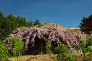 14th May 2012 - My Wisteria