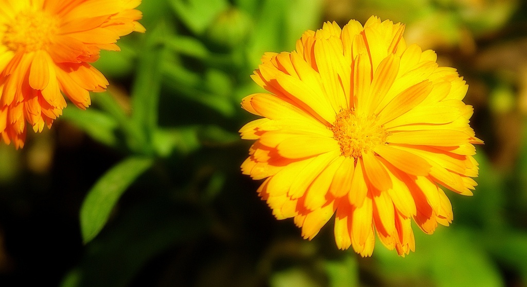 (Day 94) - Orange and Bright by cjphoto