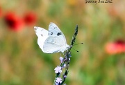 18th May 2012 - White Butterfly on Wildflower