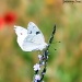 White Butterfly on Wildflower by grannysue