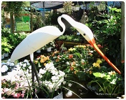 18th May 2012 - Egret at the garden center