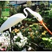 Egret at the garden center by eudora