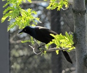 18th May 2012 - Common Grackle