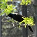 Common Grackle by maggie2