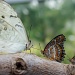 butterflies by dmdfday