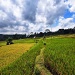 Rice terraces by peterdegraaff