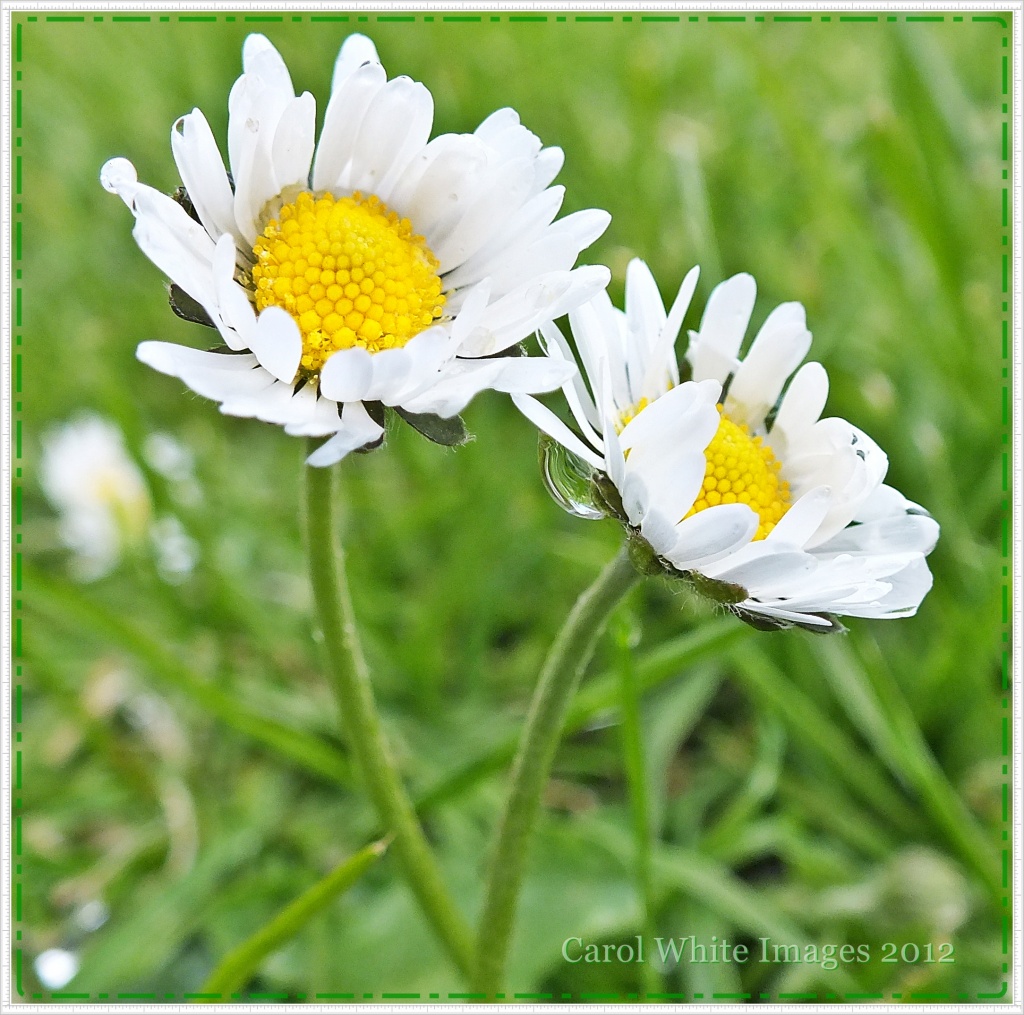 Daisy,Daisy!! by carolmw