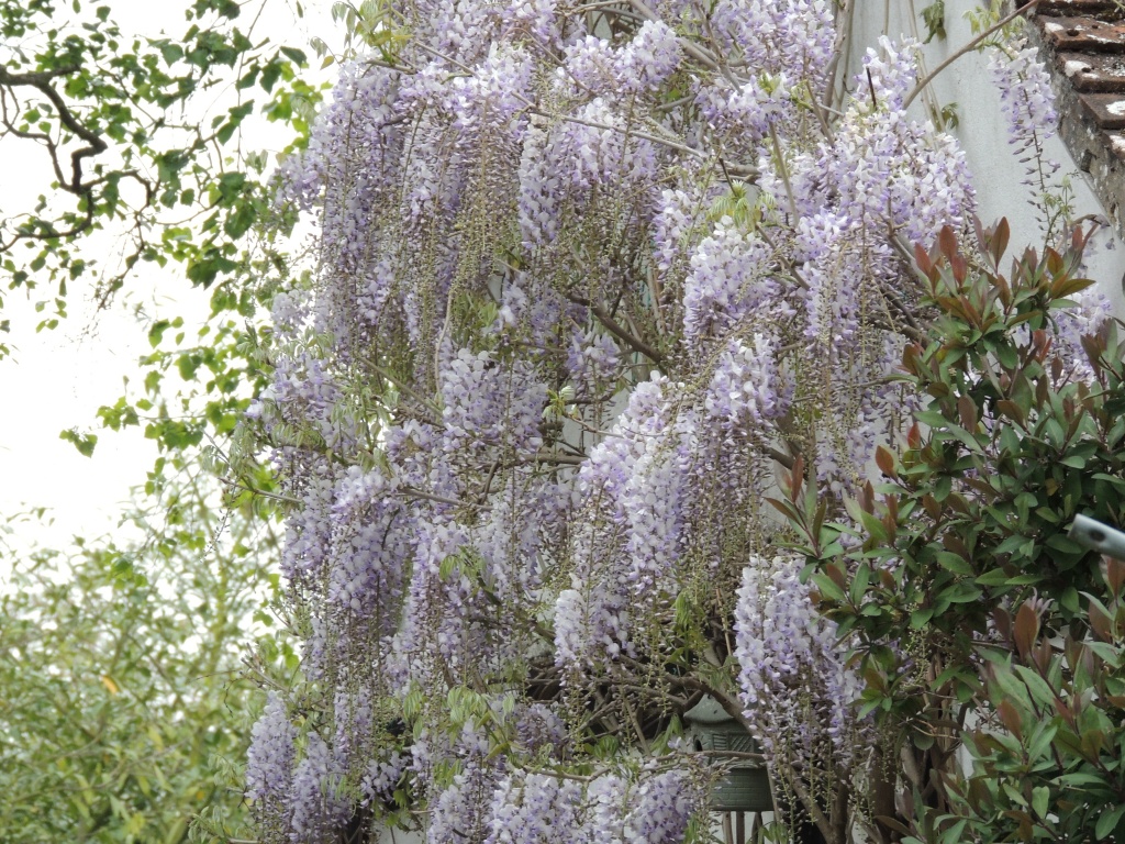 Wisteria on the back garage by rosiekind