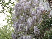 19th May 2012 - Wisteria on the back garage